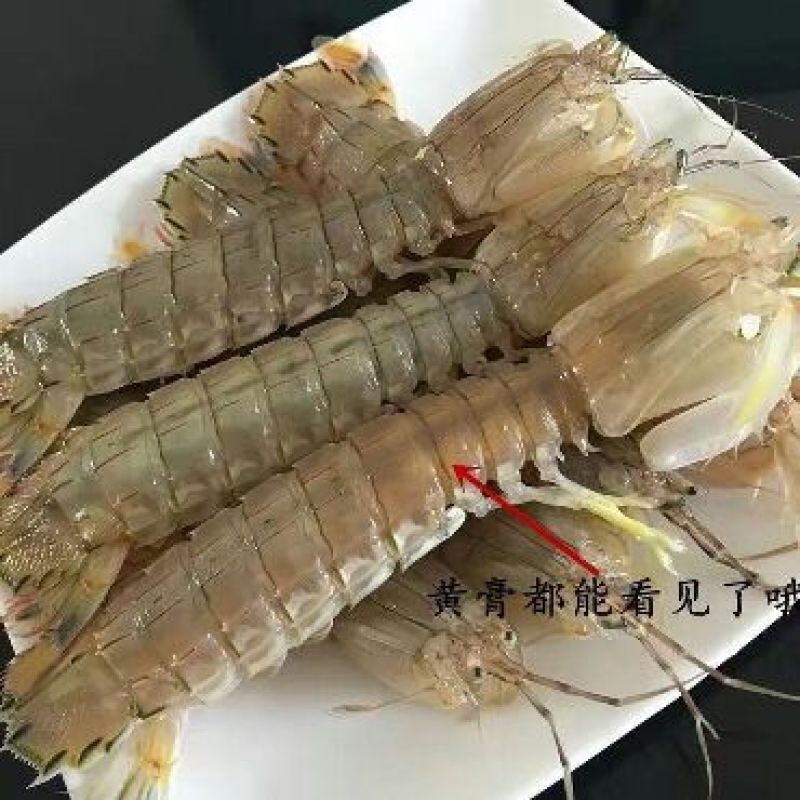 皮皮虾活虾
