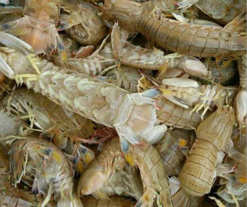 皮皮虾活虾