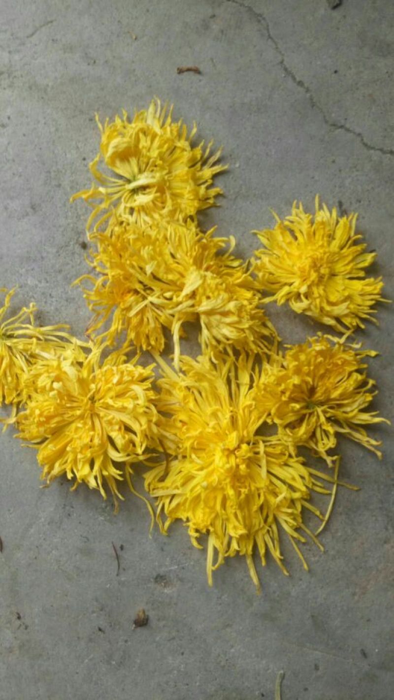 金丝皇菊茶一级