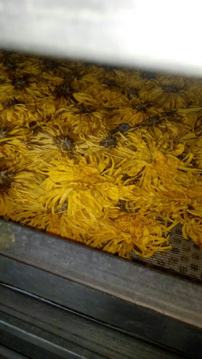 金丝皇菊茶一级