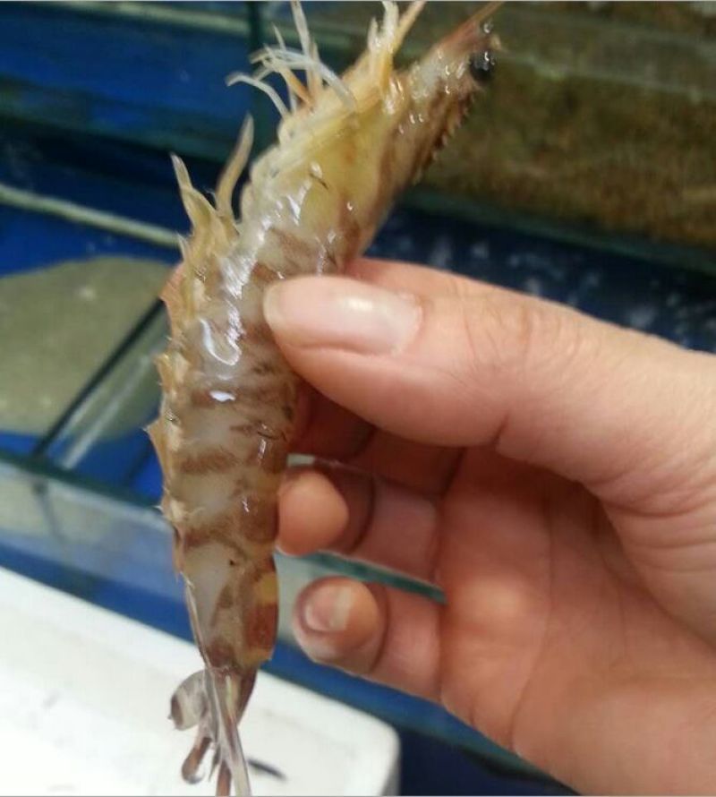 基围虾食用活虾