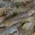 基围虾食用活虾