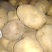 晋薯16号通货2两以上