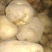 晋薯16号通货2两以上