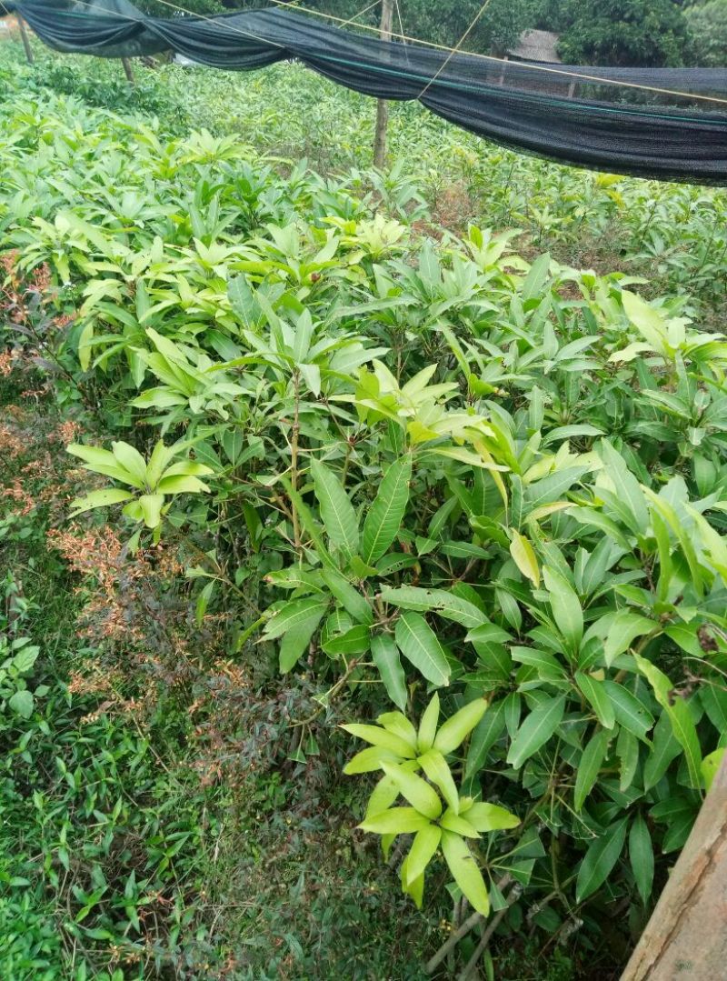出售高品质，2～3公分，芒果苗
