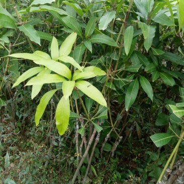 出售高品质，2～3公分，芒果苗