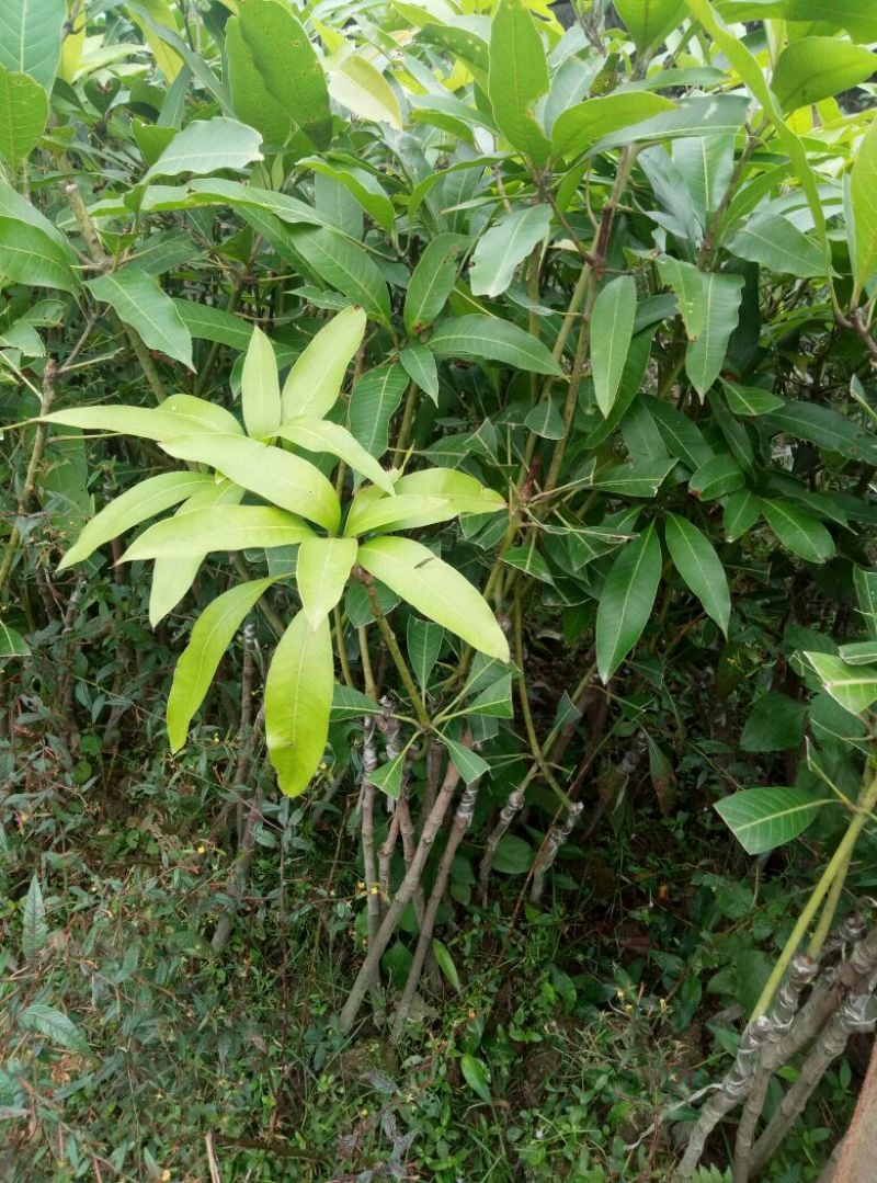 出售高品质，2～3公分，芒果苗