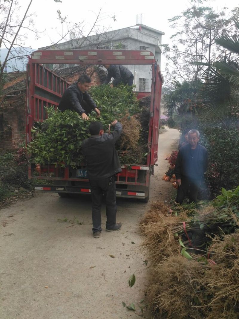 金桂苗黄金桂花苗，自产自销，量大价优，