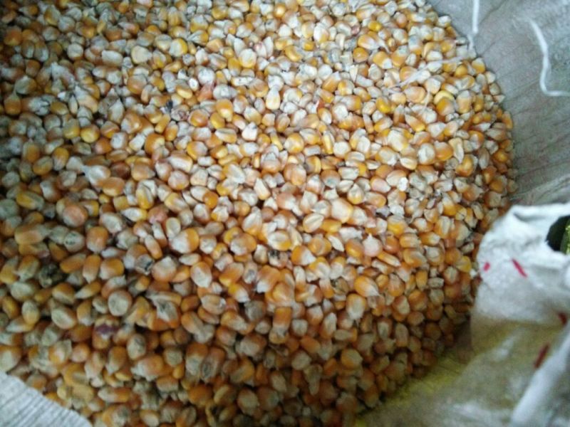 黄玉米14~16%