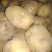 晋薯16号通货1两以上