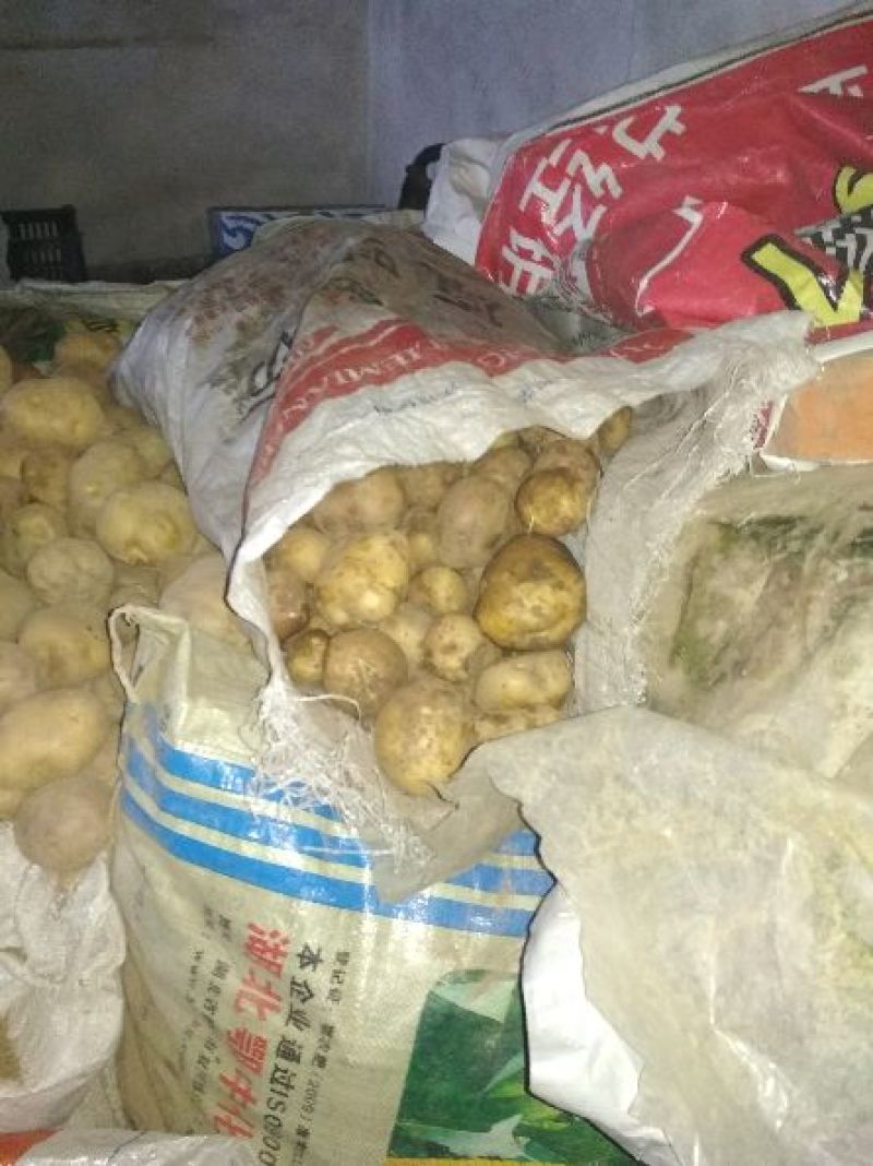 晋薯16号通货1两以上