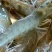 基围虾食用活虾
