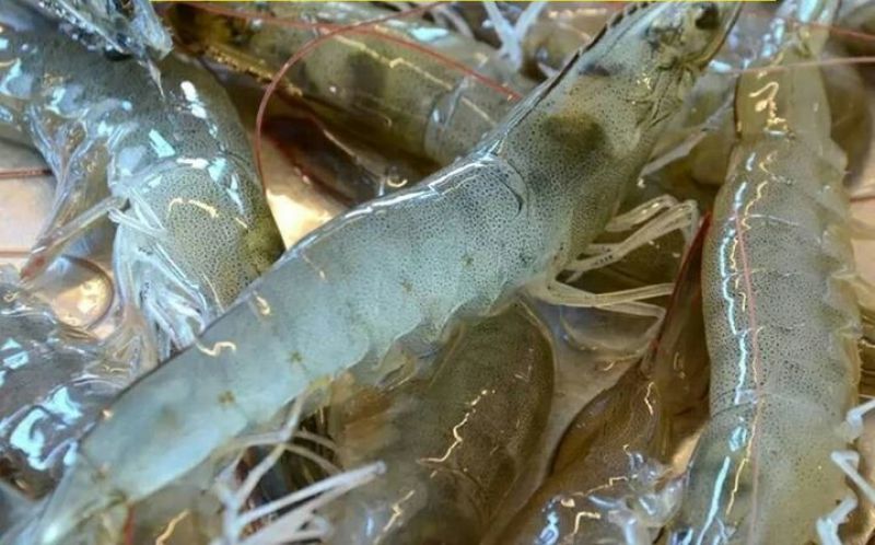 基围虾食用活虾