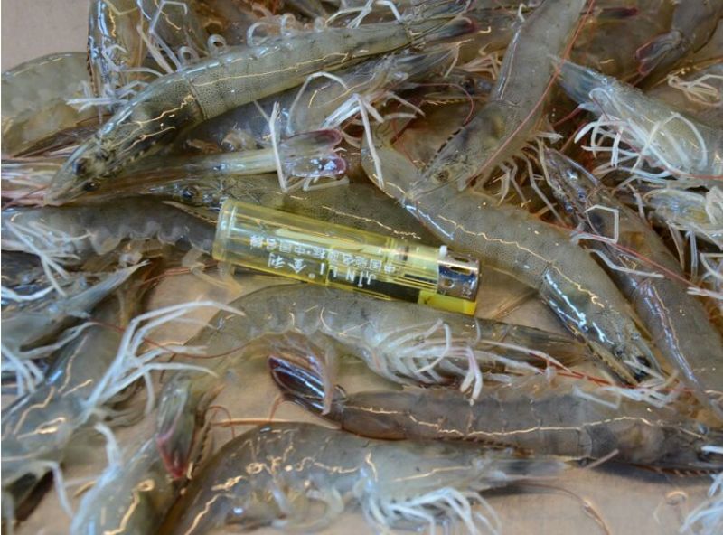 基围虾食用活虾