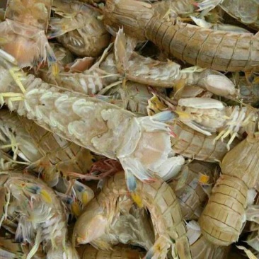 皮皮虾活虾