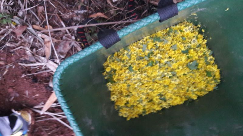 野菊花散装