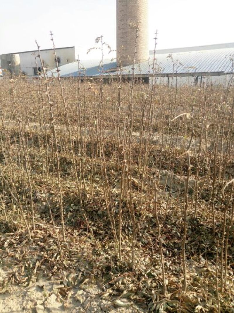 大红袍花椒苗0.5~1年