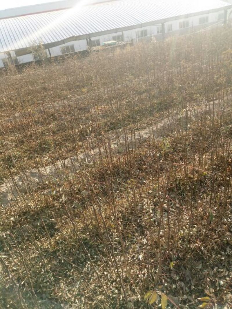 大红袍花椒苗0.5~1年