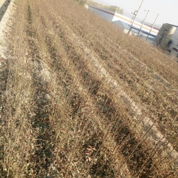大红袍花椒苗0.5~1年