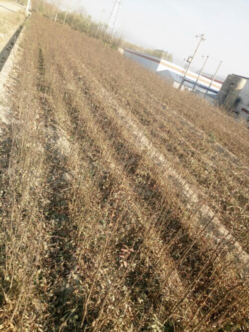 大红袍花椒苗0.5~1年