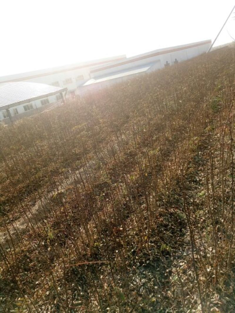 大红袍花椒苗0.5~1年