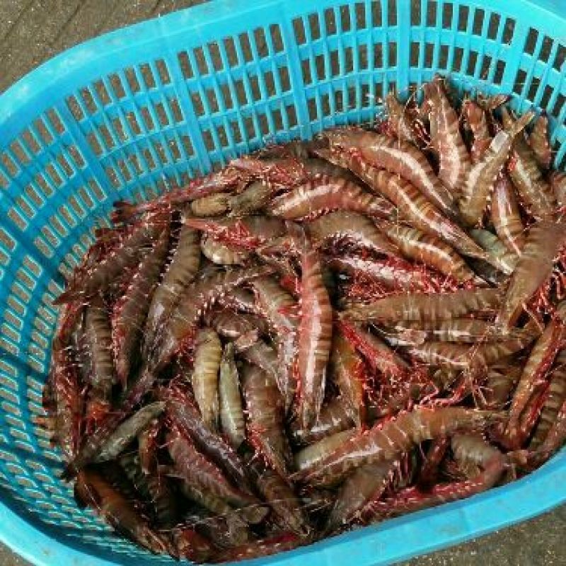 近缘新对虾食用活虾