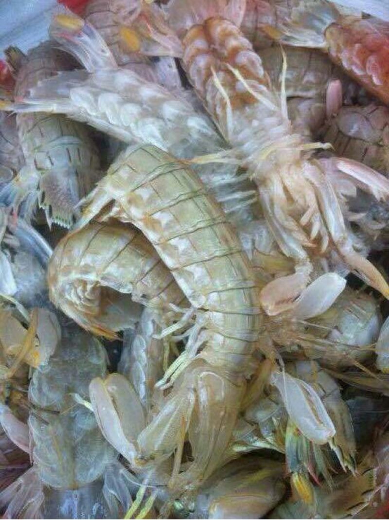 皮皮虾活虾