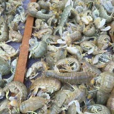 皮皮虾活虾