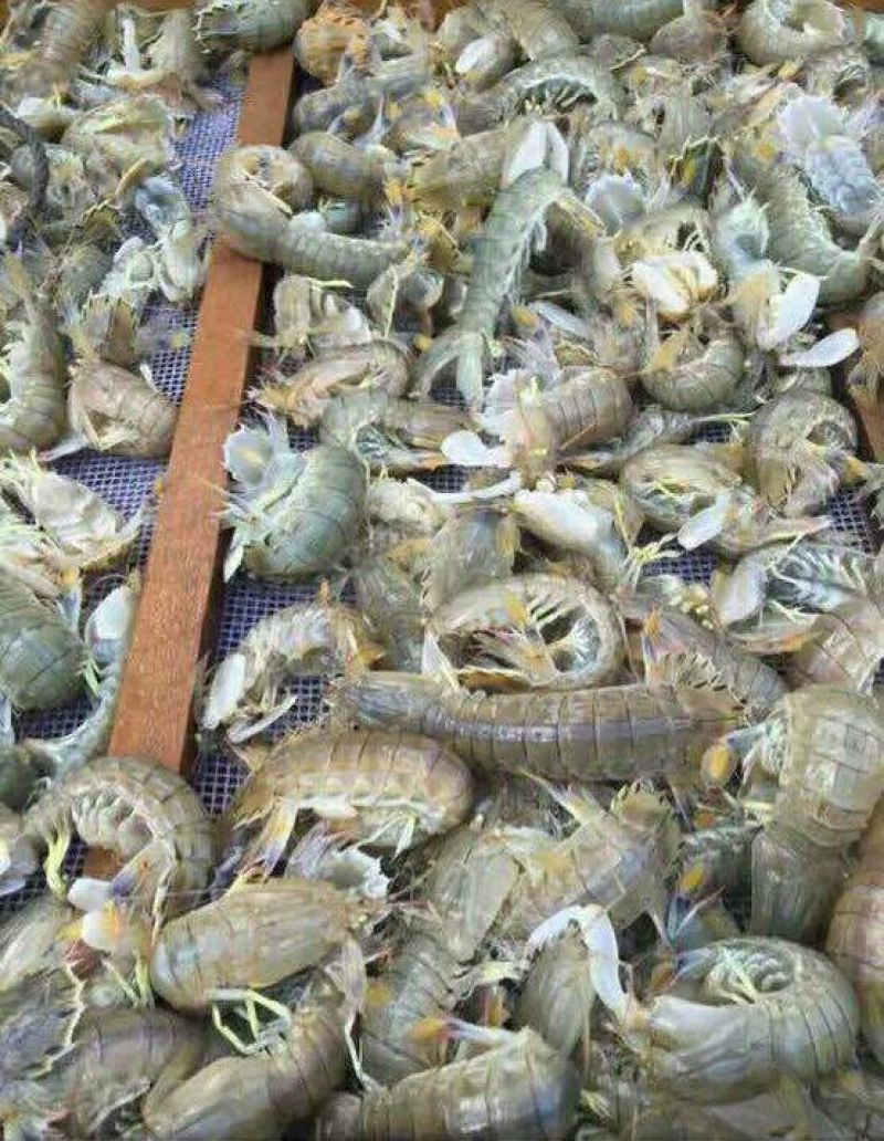 皮皮虾活虾