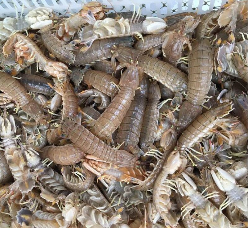 皮皮虾活虾