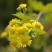 野菊花袋装