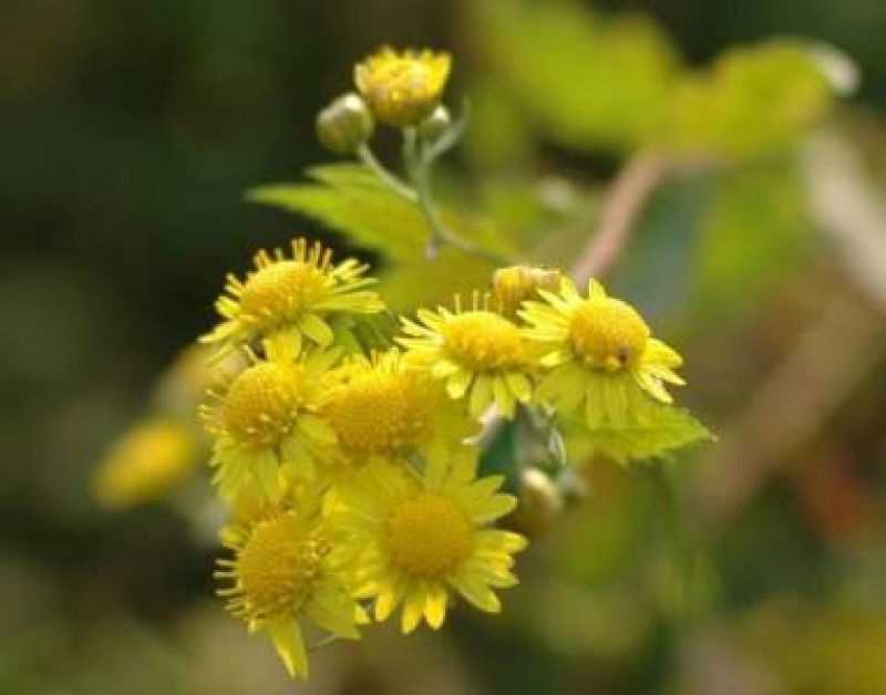 野菊花袋装