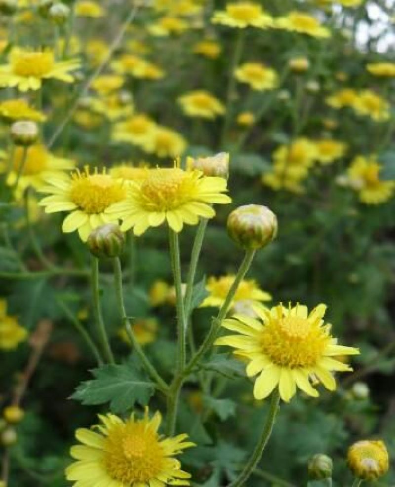 野菊花袋装