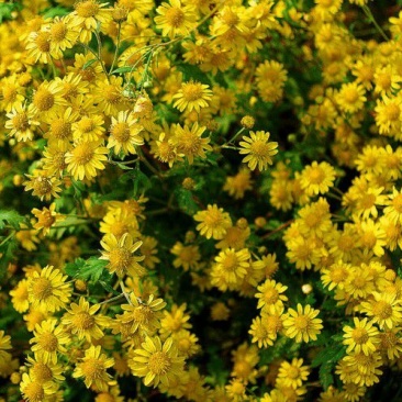 野菊花袋装
