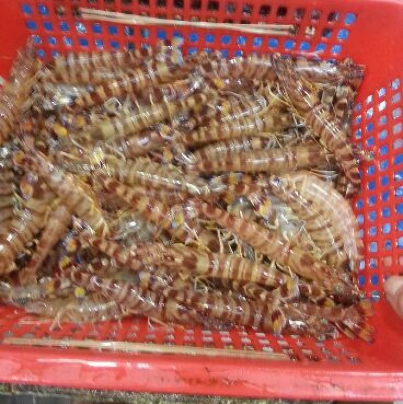 基围虾食用活虾
