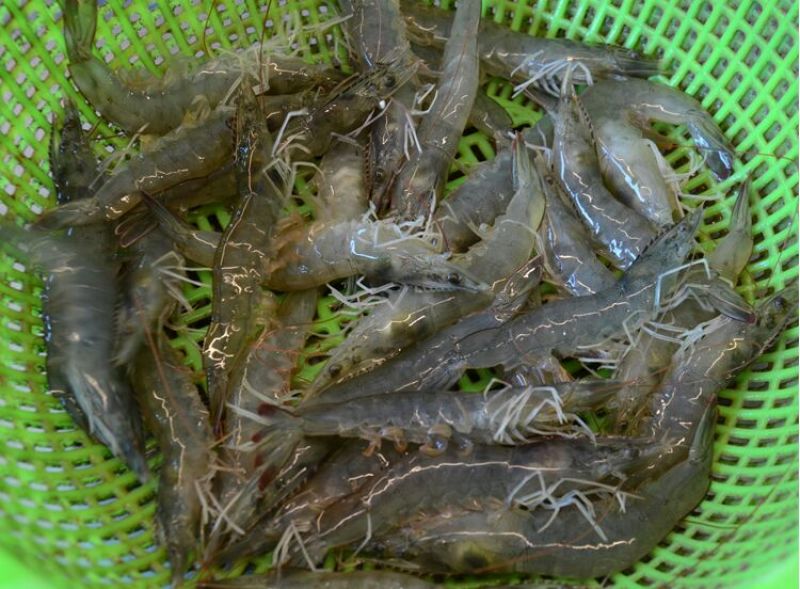 基围虾食用活虾