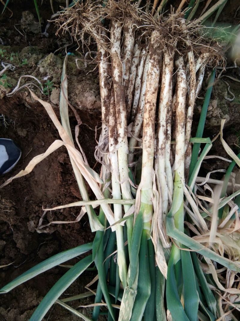 大葱毛葱2cm左右30~40cm