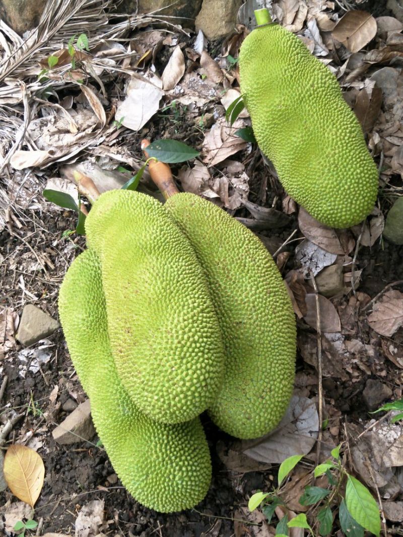 菠萝蜜10~15公斤