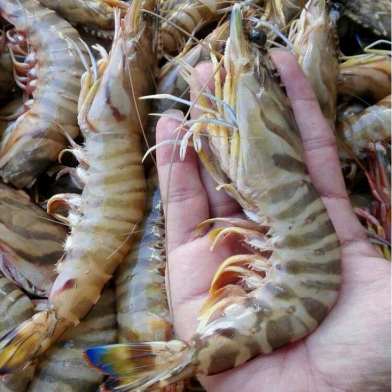 近缘新对虾食用活虾