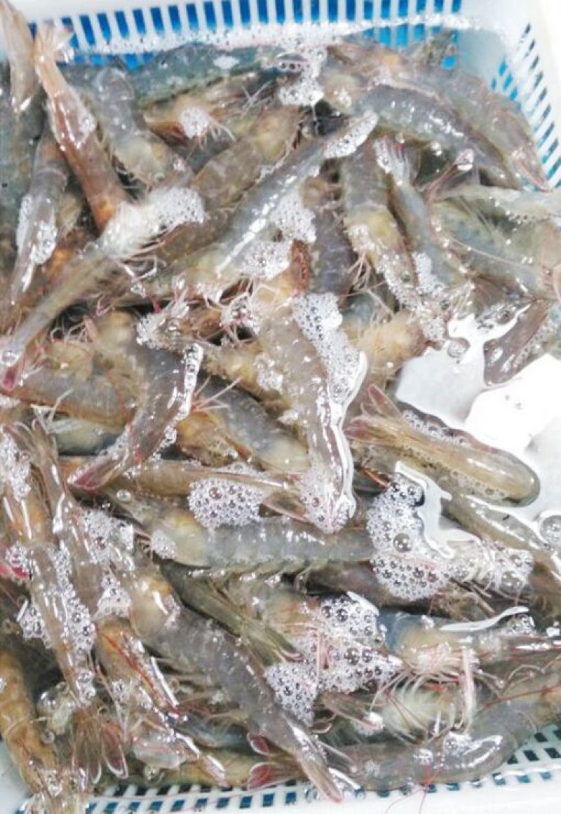 近缘新对虾食用活虾