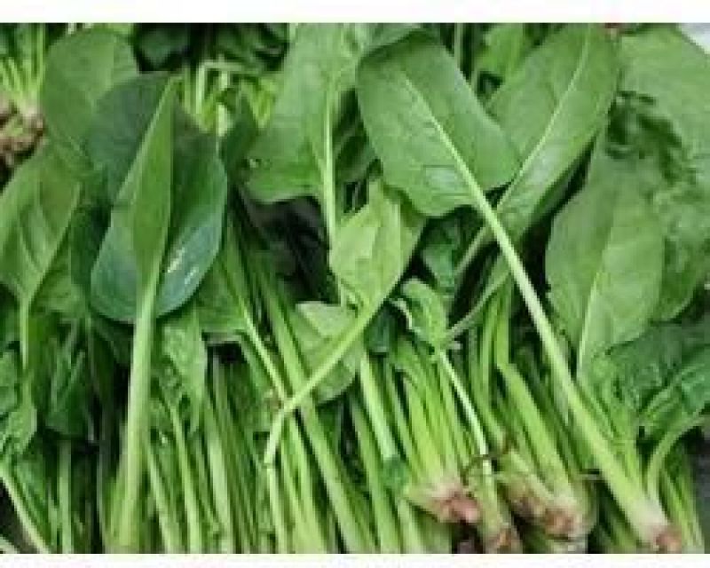 大叶菠菜20~25厘米