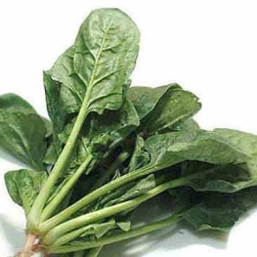 大叶菠菜20~25厘米