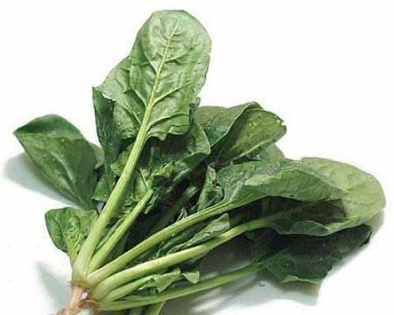 大叶菠菜20~25厘米