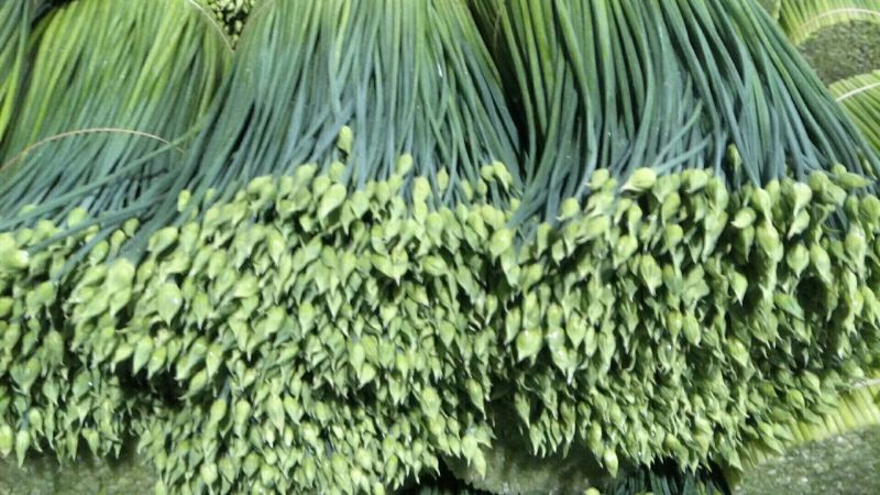 【荐】精品韭苔韭菜花33～38cm，大量上市