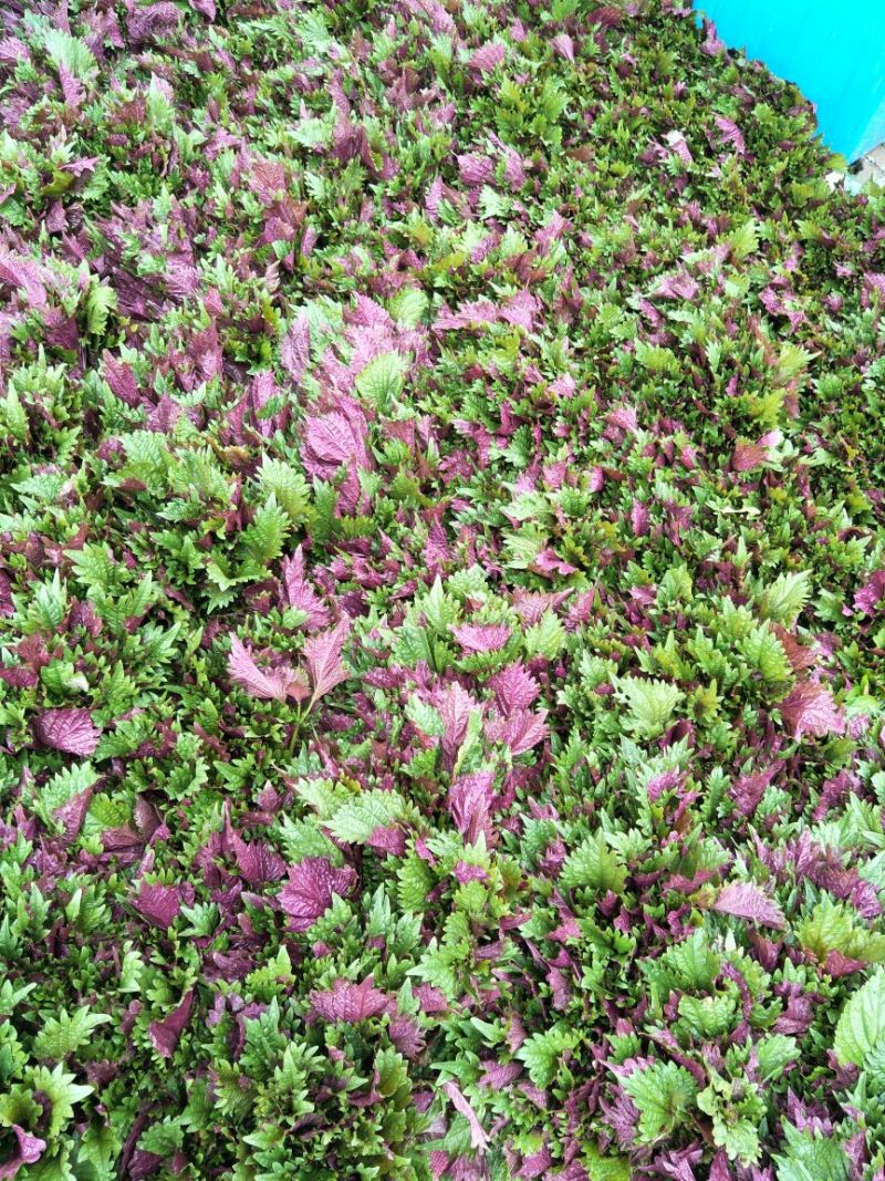 新鲜味香的紫苏叶，量大从优，可物流，可整车发货