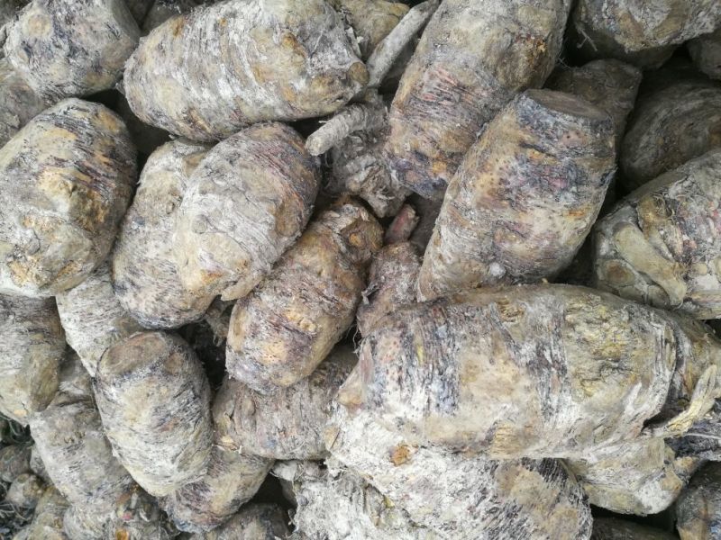 药用大黄产地直销，可视频看货，支持线上购买。