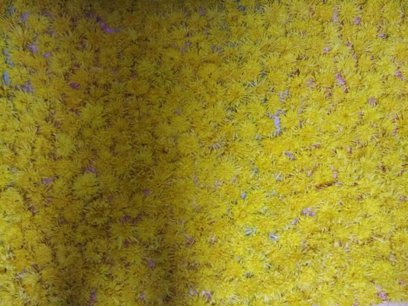 菊花茶特级