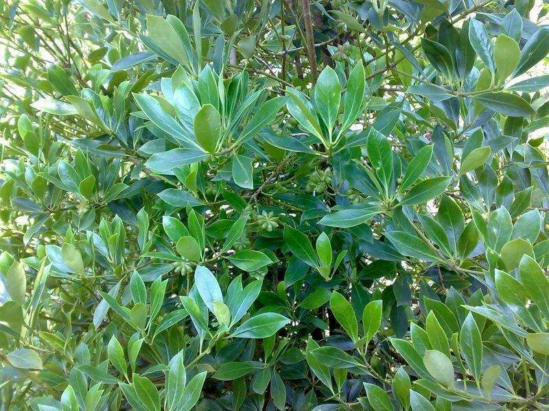 八角八角深山老树