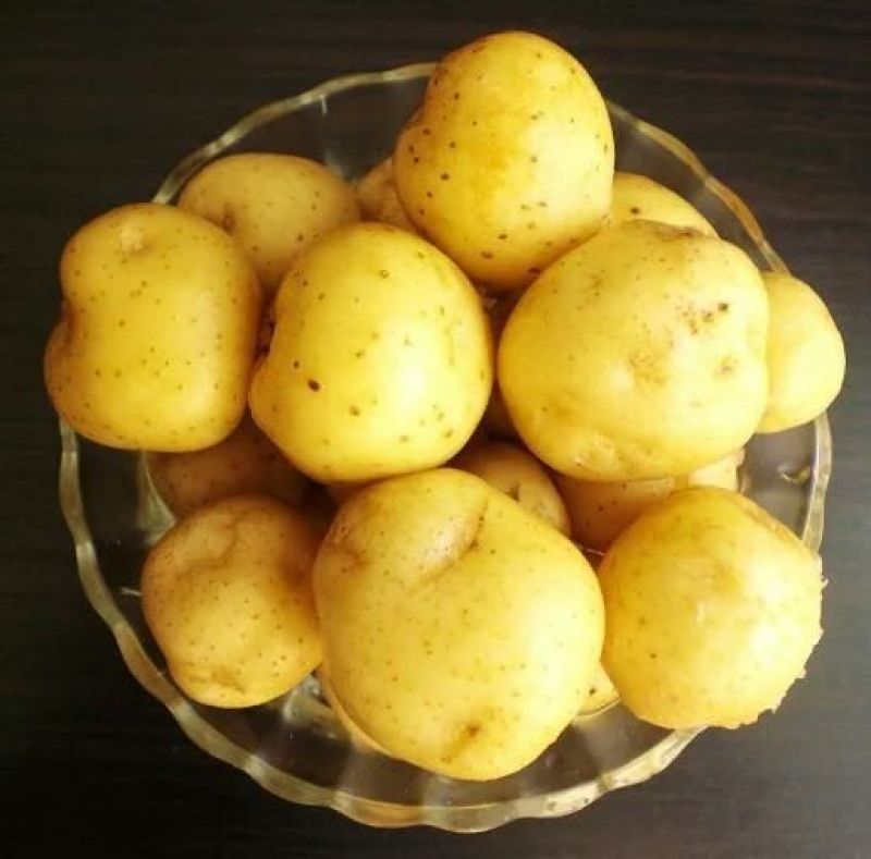 荷兰十五土豆，大量批发供应，货源充足，质优价廉