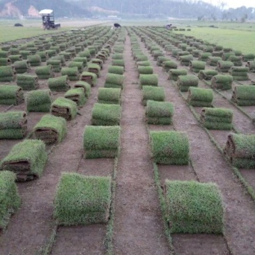 草皮，马尼拉，台湾草，大叶草，夏威夷